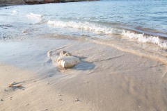 Der Sandstrand fällt flach ab und ist für Kinder geeignet